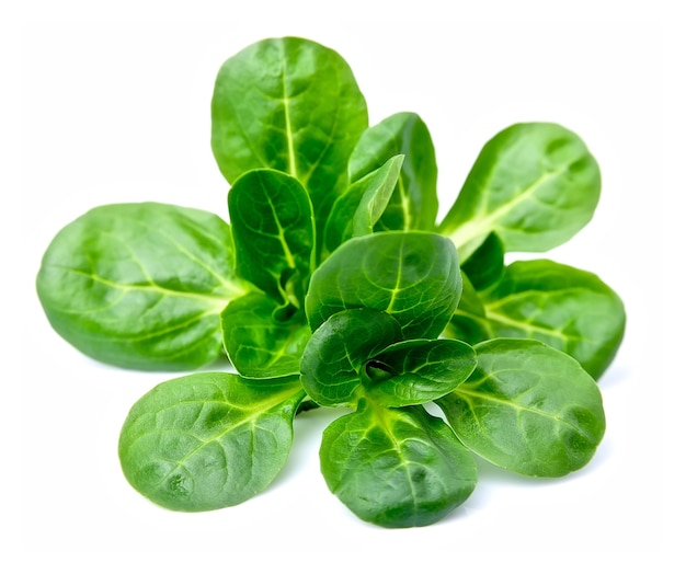 Valerianella locusta, ensalada de maíz, lechuga de cordero