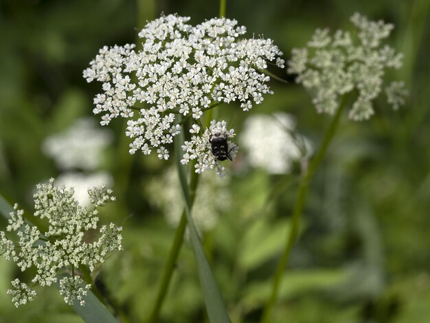 Valgus-Hemipterus-Käfer-Insekt aus der Nähe auf weißer Blüte