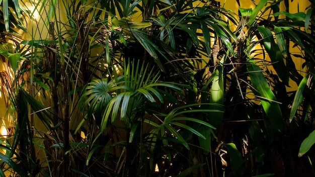 Valla de árbol verde contrash con fondo de pared amarilla