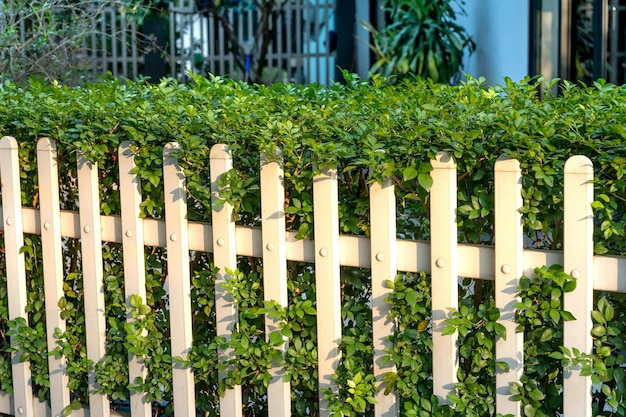 Una valla blanca con plantas verdes Foto