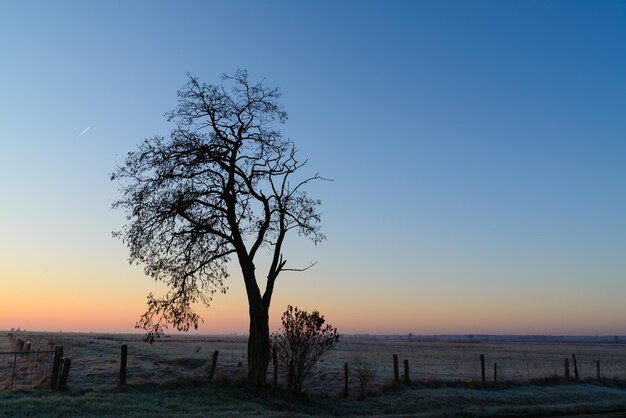 Valla cerca de un árbol solitario en el pasto rural con el cielo al atardecer