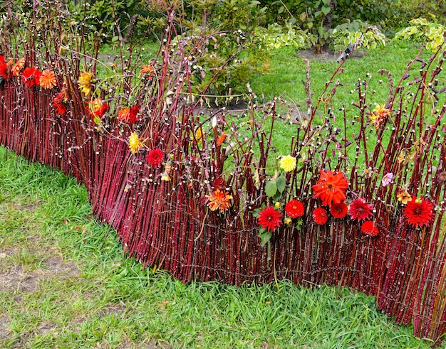 Valla decorativa hecha a mano de ramas y flores rojas, amarillas y anaranjadas de dalia y aster en el jardín.