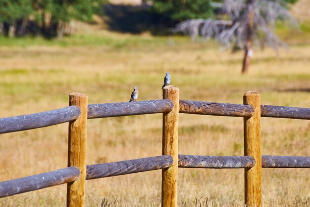 Valla de madera del desierto con dos pájaros azules