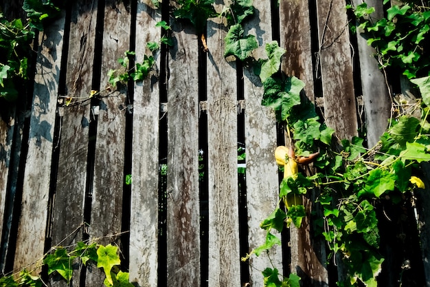 Foto valla de madera con hiedra.