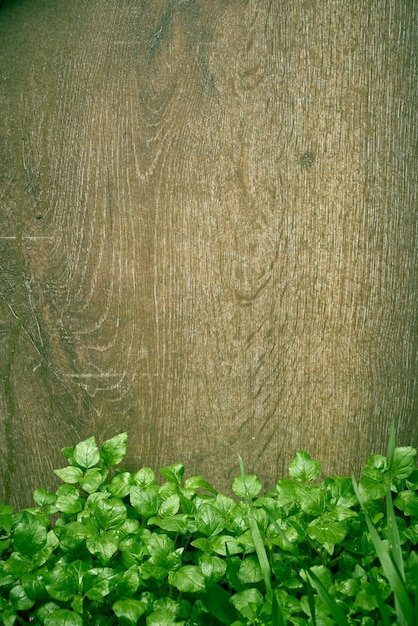Una valla de madera con plantas verdes