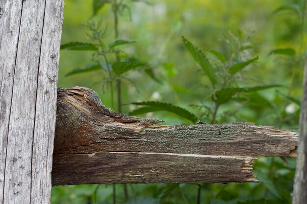 valla de madera rural templada con pastos de ortiga desenfocados en el fondo