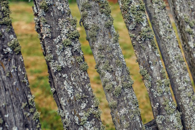 Valla de madera vieja cubierta de musgo verde