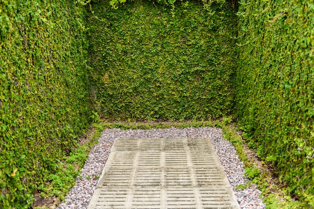 Valla de pared de hojas verdes con uso concreto para jardín decorativo.