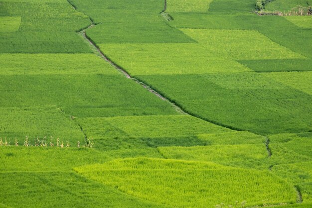 valle de arroz