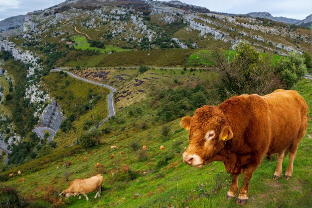 Foto el valle de ason es un valle de cantabria situado en el norte de españa