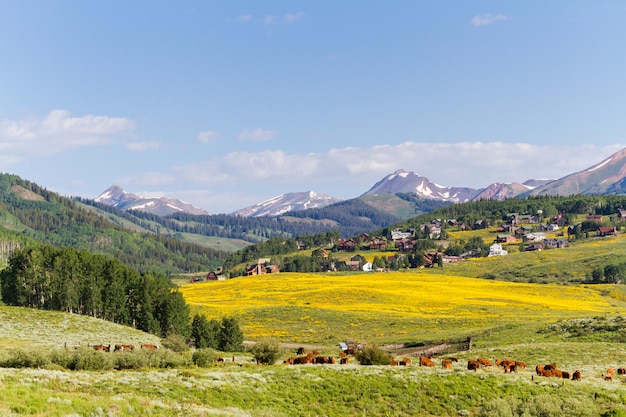 Valle cubierto de flores silvestres amarillas en Colorado.