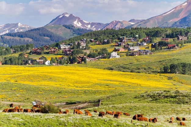 Valle cubierto de flores silvestres amarillas en Colorado.