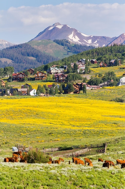 Valle cubierto de flores silvestres amarillas en Colorado.