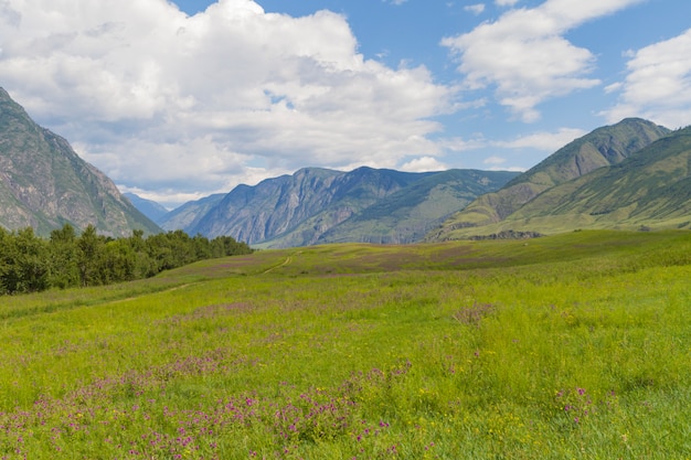 Valle de las flores en las montañas de Altai