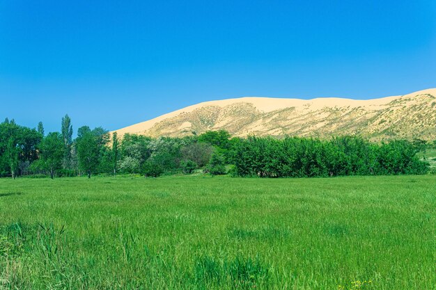 Valle de flores verdes con una gran duna de arena en el fondo