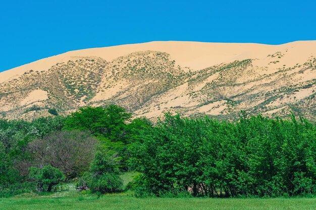 Valle de flores verdes con una gran duna de arena en el fondo