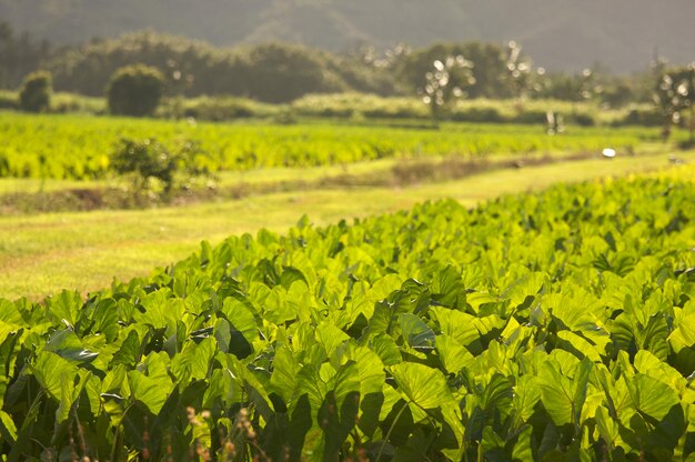 Foto el valle de hanalei y los campos de taro