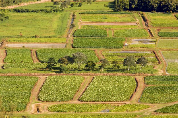 Foto el valle de hanalei y los campos de taro