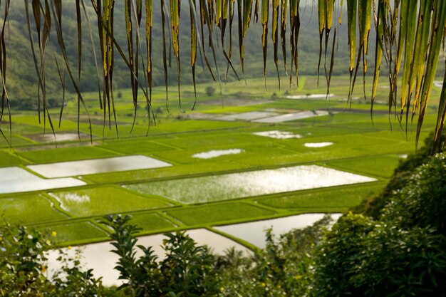 Valle de Hanalei en Kauai