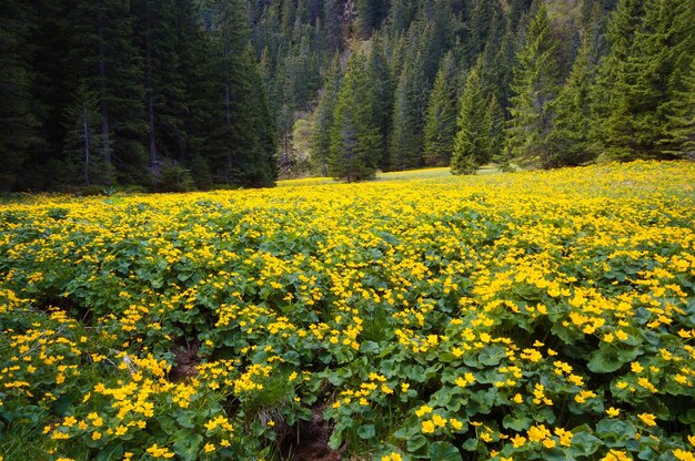 El valle de la montaña en flor