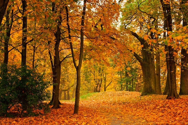 Valle de otoño