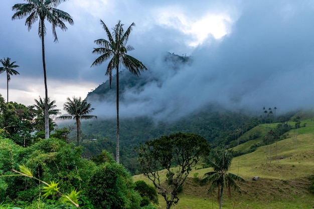 Valle de la palma de Cocora en Colombia en América del Sur