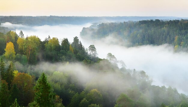 El valle del río Gauja y el bosque de pinos en una nube de espesa y misteriosa niebla matutina al amanecer
