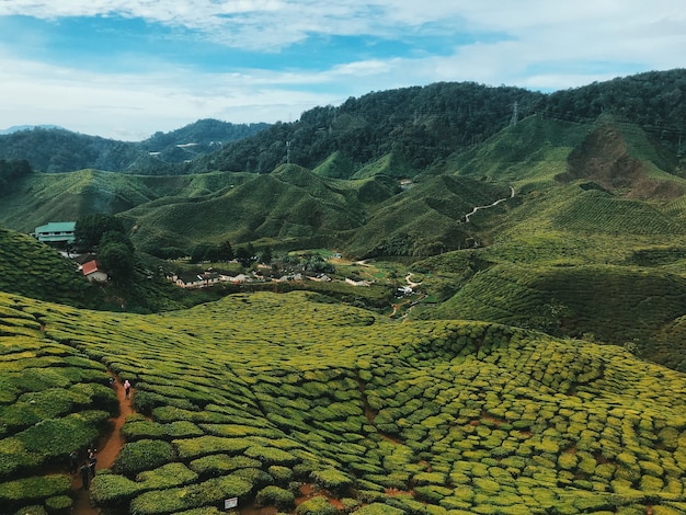Foto un valle de té de paisaje amplio en cameron highland malasia