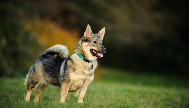 Vallhund sueco no campo