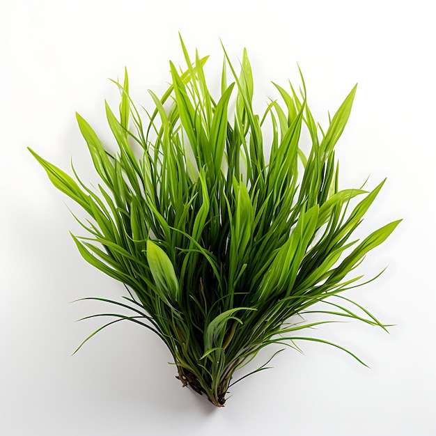 Foto vallisneria nana versión más pequeña de vallisneria con planta acuática estrecha aislada en blanco bg