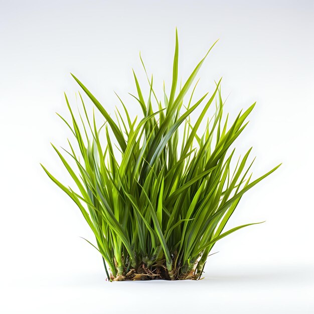 Foto vallisneria nana versión más pequeña de vallisneria con planta acuática estrecha aislada en blanco bg