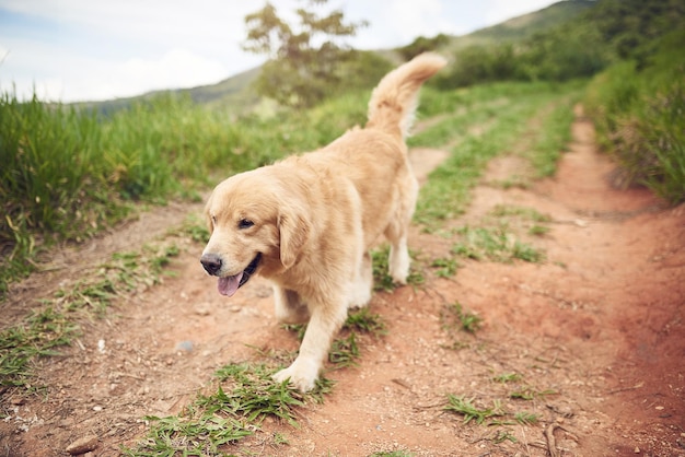 Vamos chico Toma completa de un adorable golden retriever corriendo solo por un camino durante una caminata con su dueño