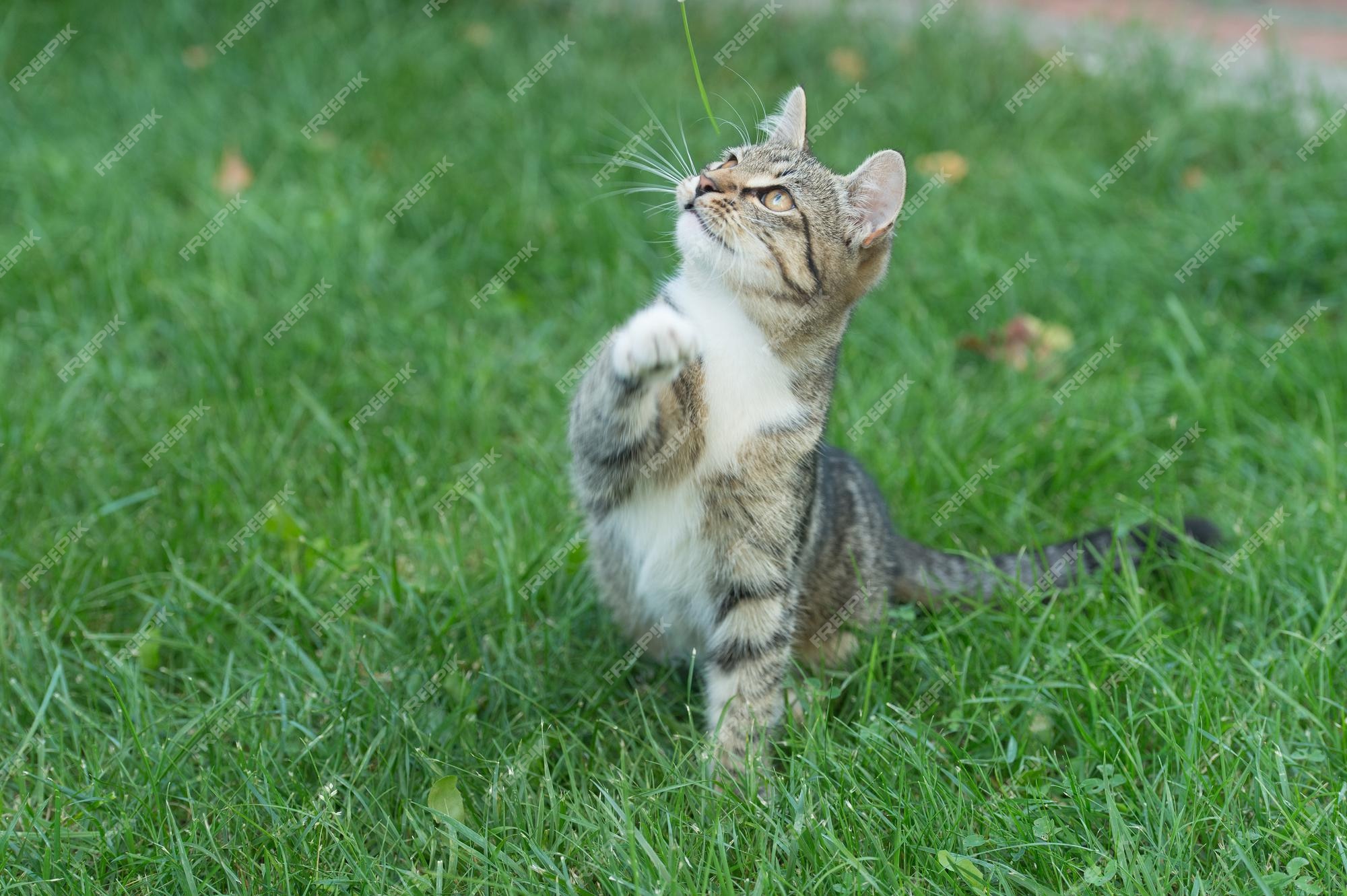 Vamos jogar juntos. animal de estimação mestiço. gato com humor brincalhão.  gatinho fofo ao ar livre. gato exangue sentar na grama verde. animal  doméstico. animal de estimação sentado do lado de fora.