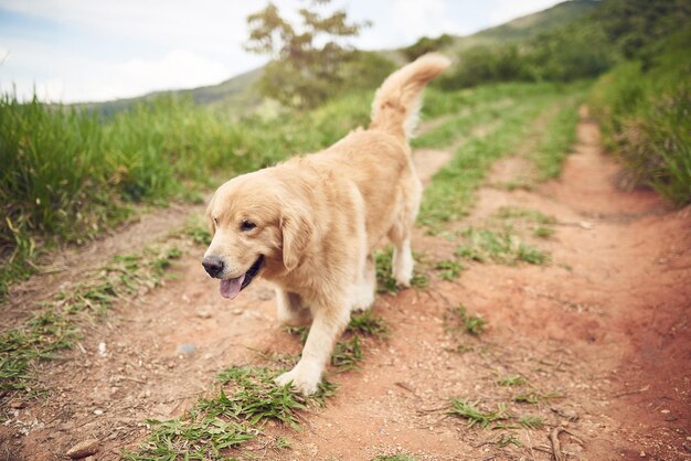 Vamos lá garoto Foto de corpo inteiro de um adorável golden retriever correndo por um caminho sozinho durante uma caminhada com seu dono