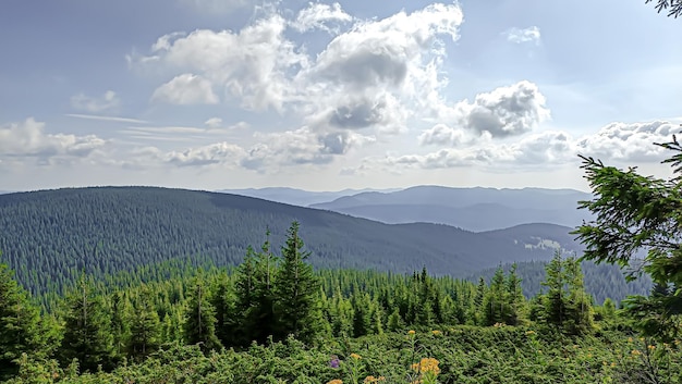 Vamos subir a montanha Paisagem com nuvens pinheiros e grama verde Jornada pelas florestas montanhas rios foco seletivo