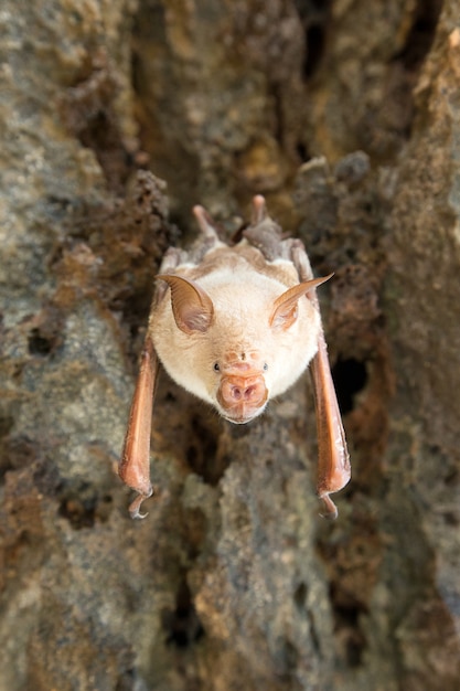 Vampirfledermaus schlafen in der Höhle, die an der Decke hängt