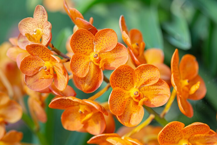 Vanda Orchid flor en jardín