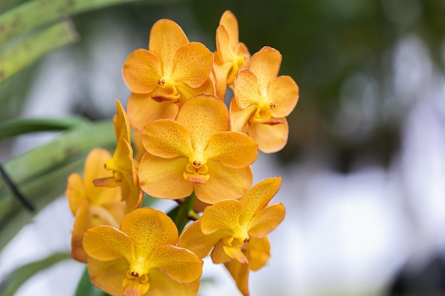 Foto vanda-orchideenblüte im frühling dekoration die schönheit der natur eine seltene wilde orchidee im tropischen garten