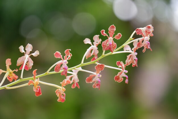 Vanda Orchideenblume, die nah oben blüht