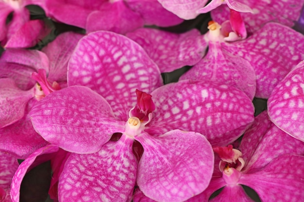 Vanda-Orchideenblume im Wasser