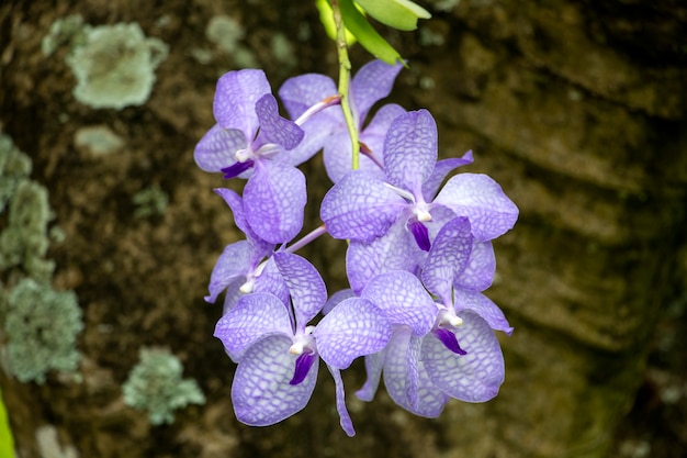 Vanda, orquídeas, flores, naturaleza.