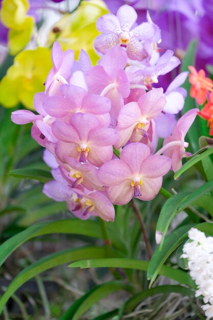 vanda rosa orquídeas da Tailândia na natureza