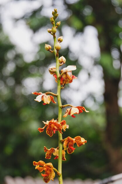 Vandopsis lissochiloides flor de orquídeas de cerca en la naturaleza hermosas orquídeas blancas en el jardín botánico