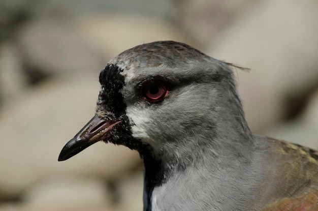 Foto vanellus chilensis oder gebärmutter nahaufnahme von vögeln schnabel und augen