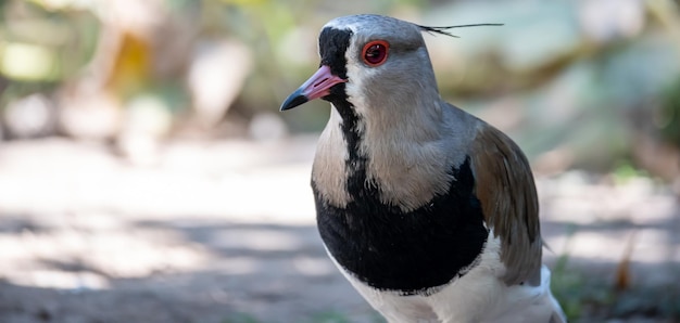 Vanellus chilensis schaut in die Kamera