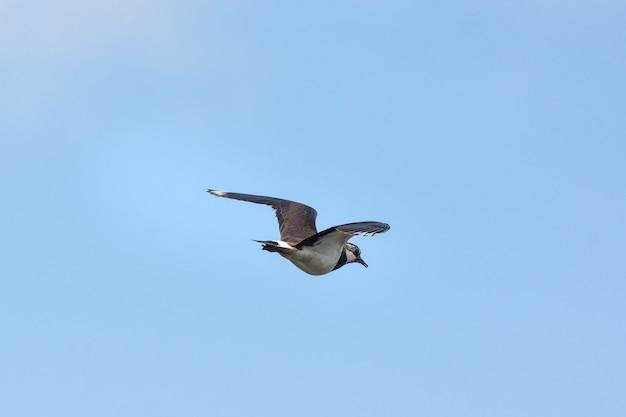 Foto vanellus en el cielo