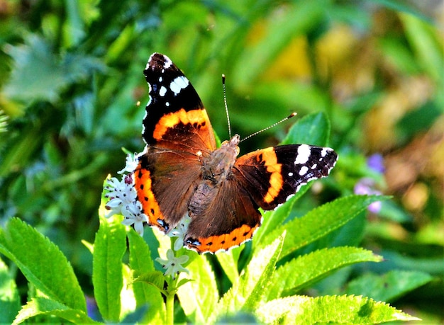 Vanessa Atalanta borboleta