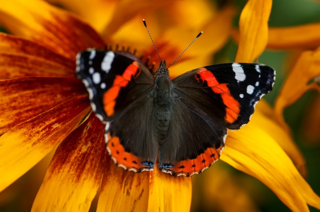 Vanessa atalanta Schmetterling auf Blume