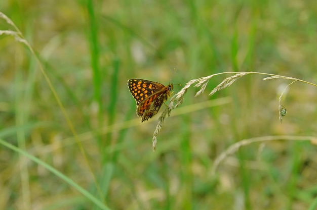 Vanessa Cardui Batterfly no prado verde