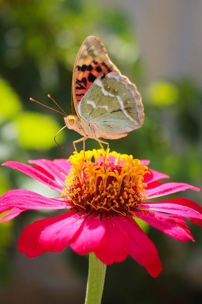 Vanessa cardui mariposa en la flor zinnia